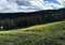 Meadows and flowering in Yellowstone national park