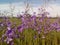 Meadows flowers