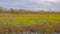 Meadows and forest in the flemish countryside