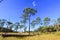 Meadows and Merkus pines at Thung Non Son