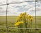 Meadows - Salisbury plain/the road and a yellow plant.