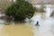 Meadows in Serious flooding along river near the River Thames of Caversham, Reading area of Berkshire, England