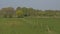 Meadows with spring trees in the Flemish countryside