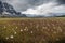 Meadows of the Tonquin Valley