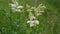 Meadowsweet Filipendula ulmaria blooming with creamy-white flowers in damp meadow. Hemp-agrimony Eupatorium in