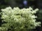 Meadowsweet, Filipendula ulmaria blooming in a moody forest