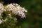 Meadowsweet Filipendula ulmaria. Flowers in the natural background of green leaves.