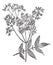 Meadowsweet or Filipendula ulmaria, vintage engraving