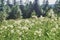 Meadowsweet flowers in a wild meadow on a hill. A valuable medicinal plant and herbal concept