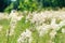 Meadowsweet, or Labaznik lat. FilipÃ©ndula is a genus of perennial grasses of the Rosaceae family.