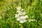 Meadowsweet, or Labaznik lat. FilipÃ©ndula is a genus of perennial grasses of the Rosaceae family.