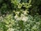 The Meadowsweet or mead wort (Filipendula ulmaria) flowering with delicate, graceful, creamy-white flowers