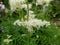 The Meadowsweet or mead wort (Filipendula ulmaria) flowering with delicate, graceful, creamy-white flowers