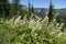 Meadowsweet , Queen of the meadow , family Rosaceae