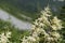 Meadowsweet , Queen of the meadow , family Rosaceae