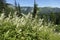 Meadowsweet , Queen of the meadow , family Rosaceae