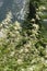 Meadowsweet , Queen of the meadow , family Rosaceae