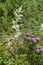 Meadowsweet , Queen of the meadow , family Rosaceae