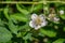 Meadowsweet, Spiraea alba