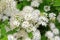 The meadowsweet Spiraea chamaedryfolia L.. Inflorescences close-up
