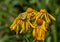 Meadâ€™s Sulphur, Colias meadii, Butterfly on Yellow Colorado Wildflowers, Handies Peak, Colorado