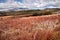 Meager landscape in the Tongariro National Park