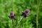 Meal on Cirsium Rivulare Jacq. All. and his Guest. Diptera on Cirsium Rivulare Jacq. All. and his Guest