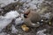 The meal of a fat Bohemian waxwing Bombycilla garrulus