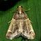 Meal moth (Pyralis farinalis) micro moth
