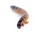 Mealworm