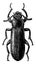 Mealworm Beetle, vintage illustration