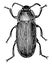 Mealworm Beetle, vintage illustration