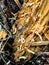 mealworm larvae in a split rotting pine stump