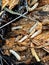 mealworm larvae in a split rotting pine stump