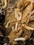 mealworm larvae in a split rotting pine stump