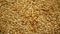 Mealworm larvae Tenebrio molitor pest worm larva white on grain wheat barley cereal, oats. Darkling beetle tight