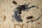 Mealworm ; life cycle of a mealworm Larva and Adult Meal worms eating lizard carcass . mealworm - superworm | larva  Stages of t