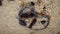 Mealworm ; life cycle of a mealworm Larva and Adult Meal worms eating lizard carcass . mealworm - superworm | larva  Stages of t