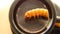 Mealworm. stages of mealworms, larva. Biologist examines insect, live food