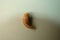 Mealworm - superworm | pupa -  Stages of the meal worm  - the life cycle of a mealworm - mealworms  ,  meal worms , super worm , s