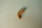 Mealworm - superworm | pupa -  Stages of the meal worm  - the life cycle of a mealworm - mealworms  ,  meal worms , super worm , s