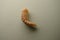 Mealworm - superworm | pupa -  Stages of the meal worm  - the life cycle of a mealworm - mealworms  ,  meal worms , super worm , s