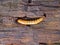 Mealworm on wood detail