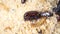 Mealworms mating , mating insect - mating animal - superworm |  Stages of the meal worm  - the life cycle of a mealworm -  meal wo