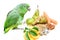 Mealy Amazon parrot eating on white