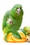 Mealy Amazon parrot eating on white