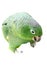 Mealy Amazon parrot on white background