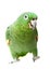 Mealy Amazon parrot on white background