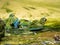 the Mealy Amazons, Amazona farinosa guatemalae, bathe en masse in a small pool