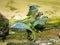 The Mealy Amazons, Amazona farinosa guatemalae, bathe en masse in a small pool